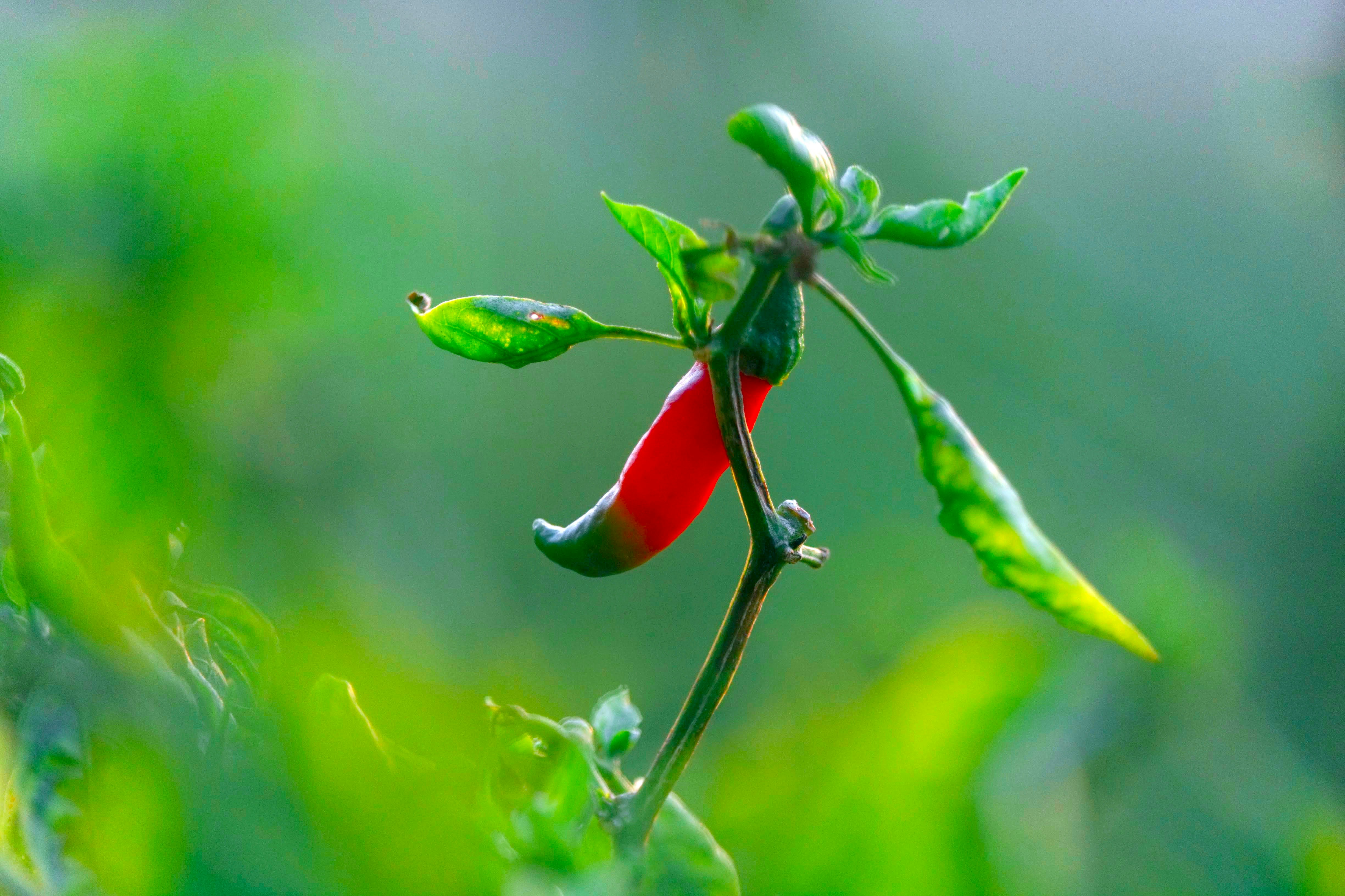 red and green chili pepper